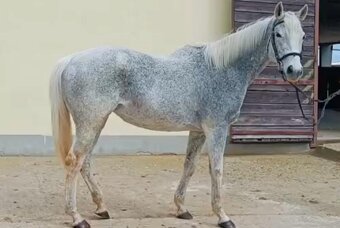 Krasavice A1/1 - 3