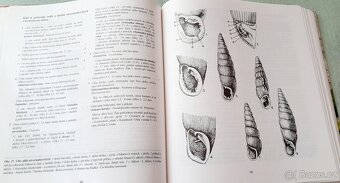 KLÍČ K URČOVÁNÍ BEZOBRATLÝCH - 3