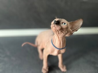 Sphynx - 3