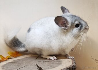 Činčila White Silver Avc - 3