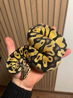 Krajta královská samec PASTEL - 3