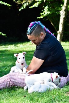 Anglický bulterier, Bullterier,  bulterier, s PP - 3