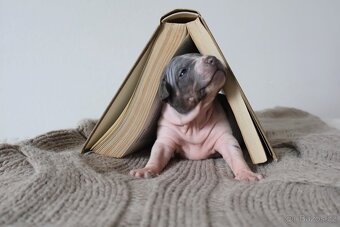 Americký bezsrsty terier - 3