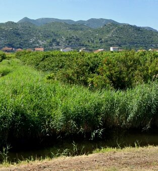 Pozemek se sadem mandarinek / Jižní Dalmácie - 3