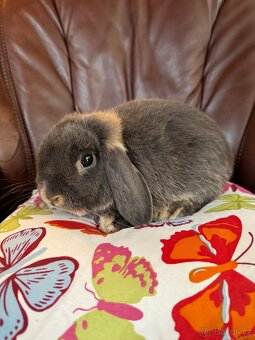 Daruji králíčky minilop, zb - 3