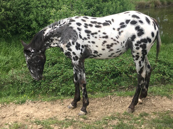 Appaloosa - klisna černý leopard - 3