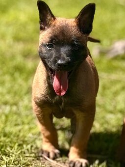 BELGICKÝ OVČÁK MALINOIS - 3