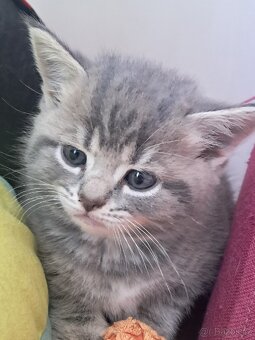 Whiskas - 3