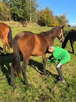 Úžasný hřebeček - 3