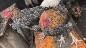 MLADÝ KOHOUT HLEDÁ NOVÝ DOMOV - 3