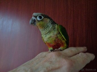 Ochočená pyrura - 3