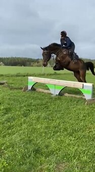 Zdravá sportovní Klisna 14 let - 3