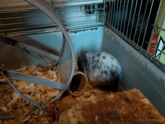 Osmáci degu(2 kluci) - 3