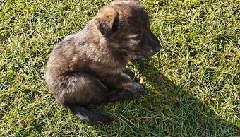 Atraktivní štěňata - 3