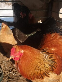 Brahmanka velká - 3