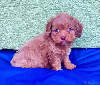 Maltipoo - 3