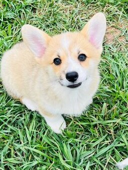 Welsh corgi pembroke s PP (FCI) - 3