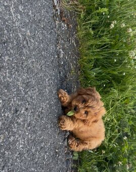 Cavapoo s registraci - 3