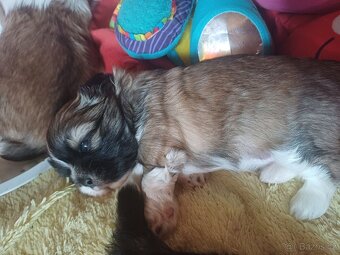 Shih tzu bez PP - 3