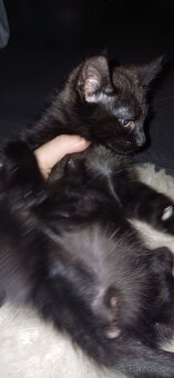 Kocourek č.1- Mainská x Ragdoll x - 3