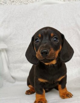 Jezevčík hladkosrstý - 3