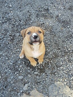 Americký stafordšírský teriér - 3