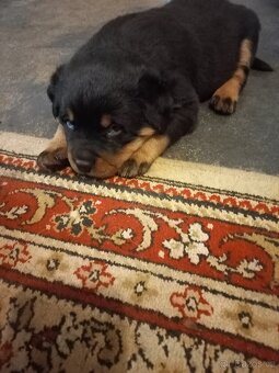 Nabízím rotvajler štěňátka - 3