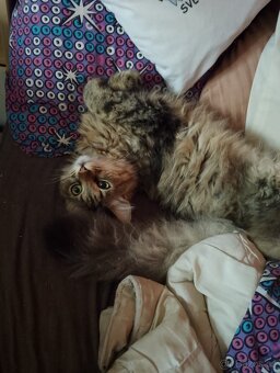 Kříženec Mainské mývalí - 3