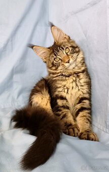 Mainská mývalí- kočička s PP - 3