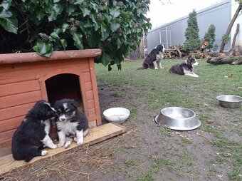 štěňata border kolie - 3