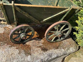 Žebřiňák bedňáček - 3