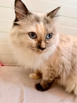 Poslední Ragdoll s PP - 3