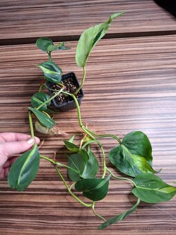 Sada rostlinek - 333 Kč/ 4 kusy - 3