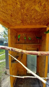 Papoušek Nádherný - 3