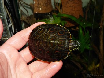 Želva středoamerická (Trachemys venusta) - 3