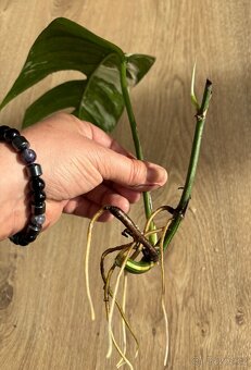 Epipremnum pinnatum ‘Variegata’ - 3