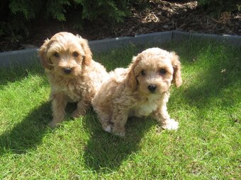 Maltipoo štěňátka - 3