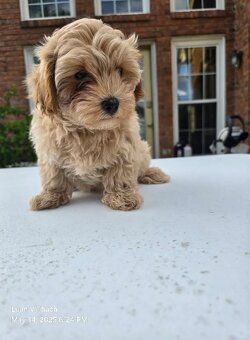 Maltipoo F1, karamelová barva - 3