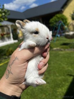 🐰 Zakrslí králíčci – zakrslý lvíček - 3