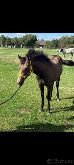 APH kobylka - 3