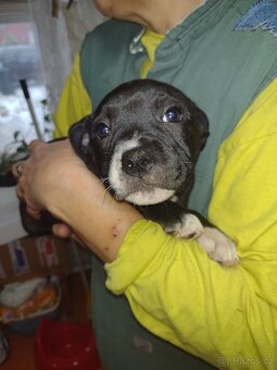 Stafordšírský bulteriér - 3