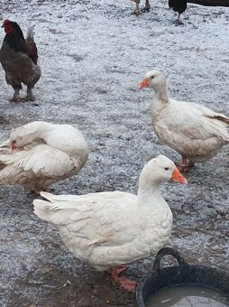 Prodám chovné husy - 3