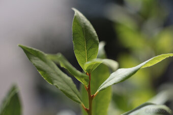 PANCOLAR 50/1,8 + REDUKCE PRO CANON . - 3