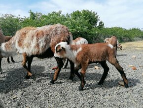 Kamerunská ovce, kamerunský beran/beránek - 3