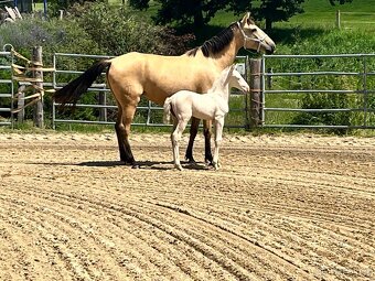 Lusitano klisna - 3