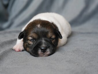 Jack russel terier - 3