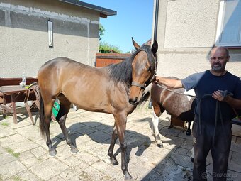 2 léta kobyla teplokrevník - 3