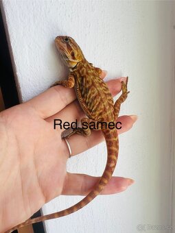 Agama vousata - 3