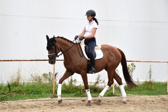 Amatérská klisna do hobby i na vyjížďky - 3