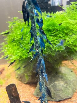 Krevetky modre Blue Diamond - 3
